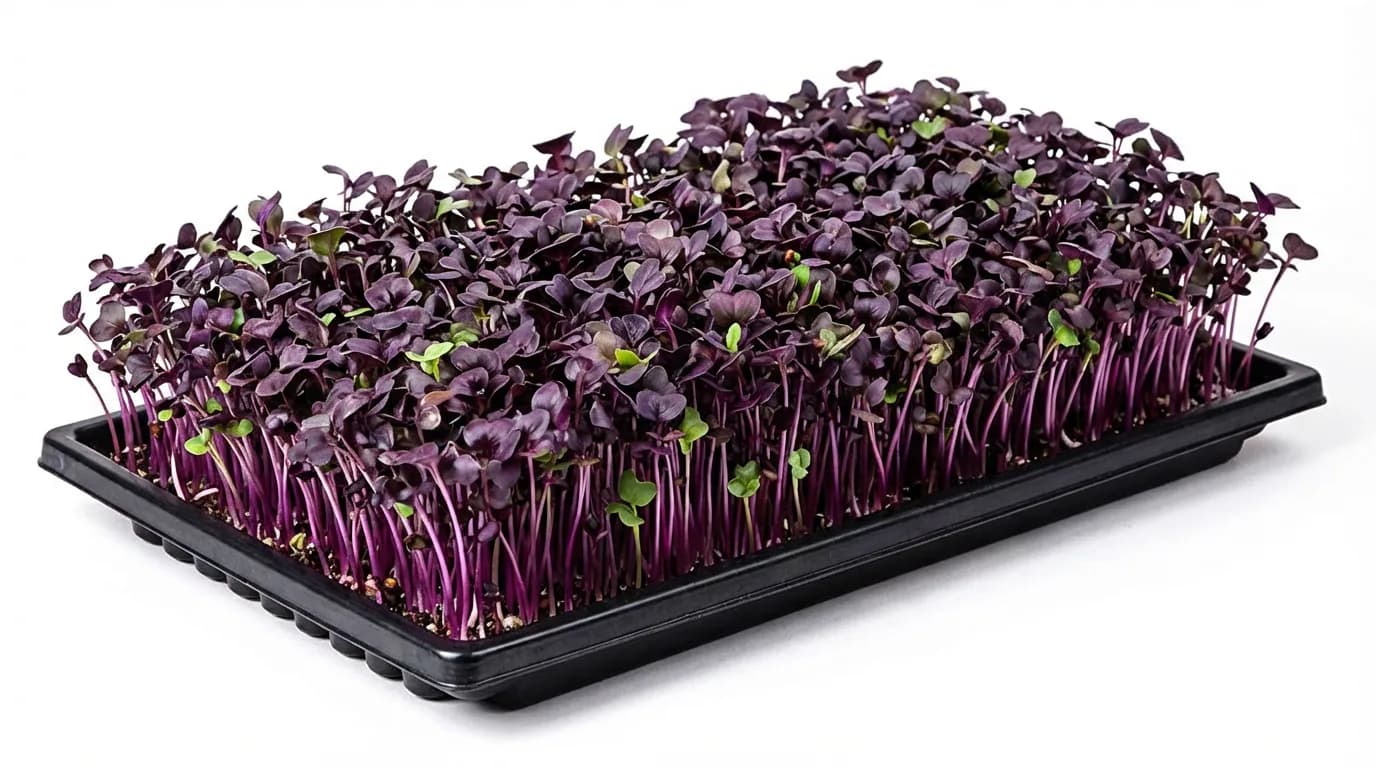 Redkvica — microgreens